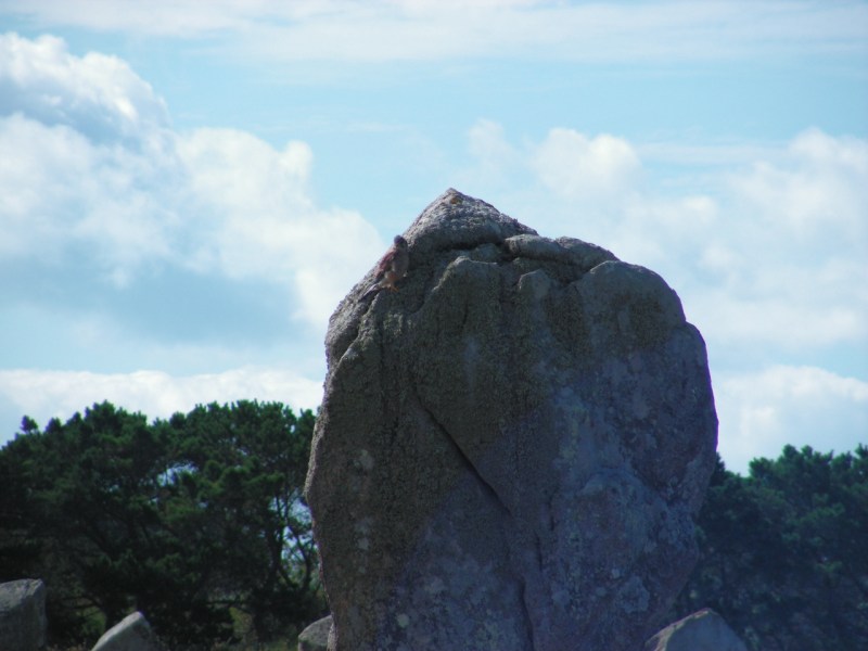 PICT0327 [800x600].JPG - Dolmen